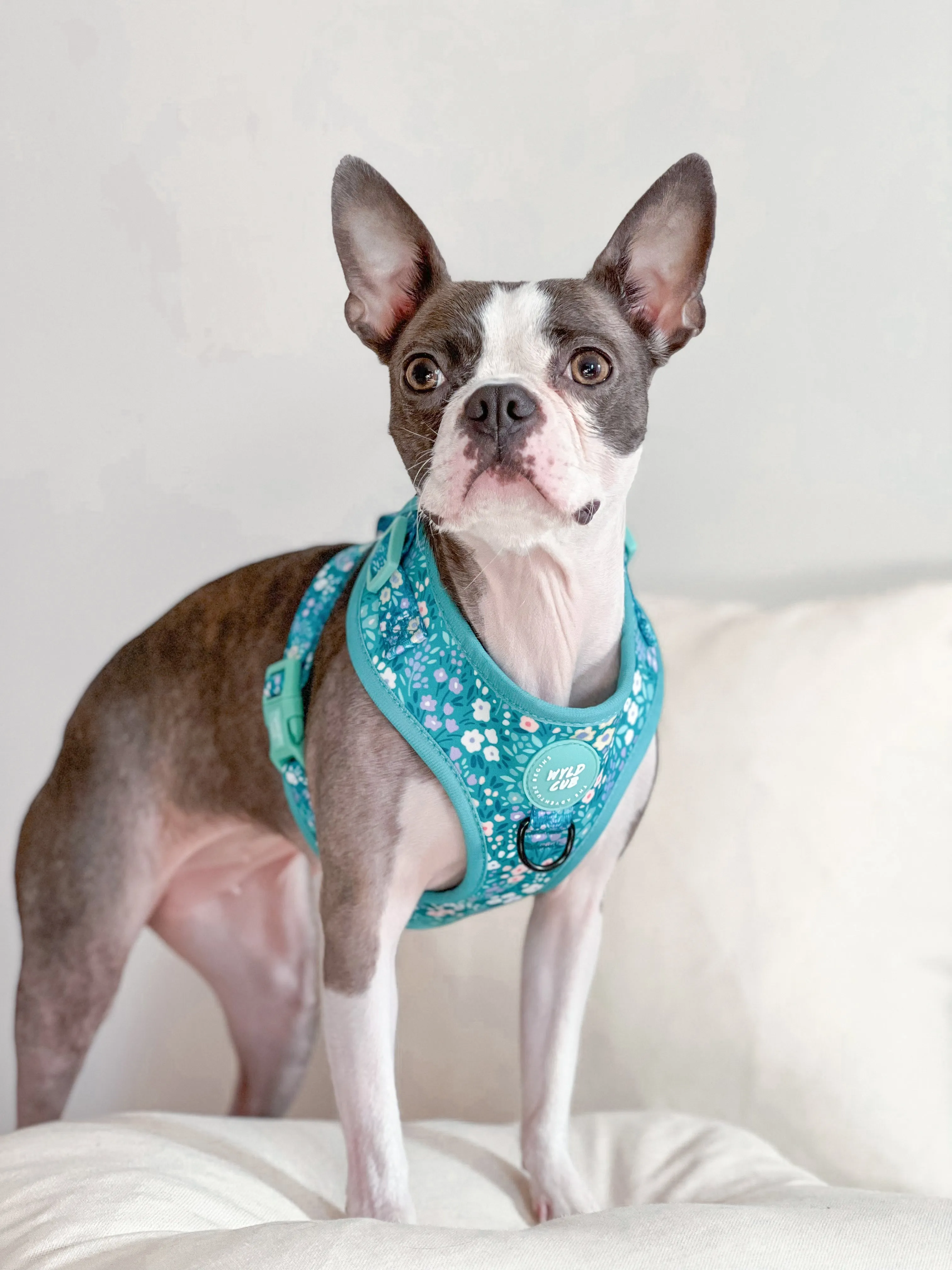 Adjustable Dog Harness: Notting Hill Mint