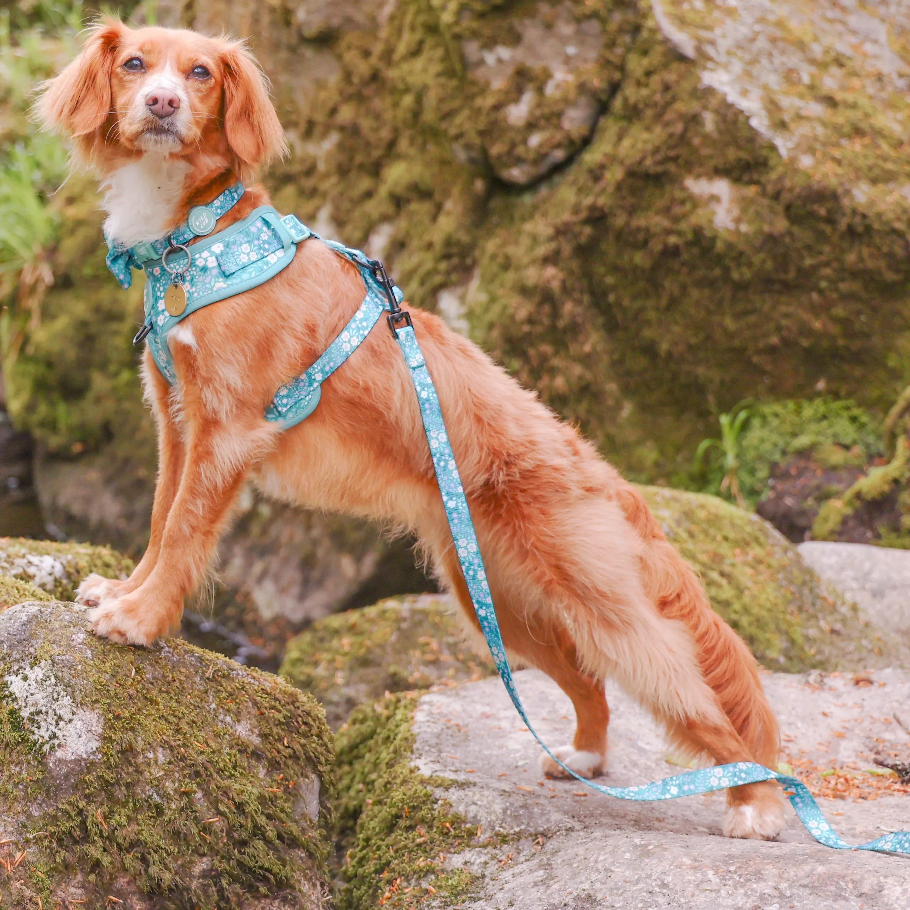 Adjustable Dog Harness: Notting Hill Mint