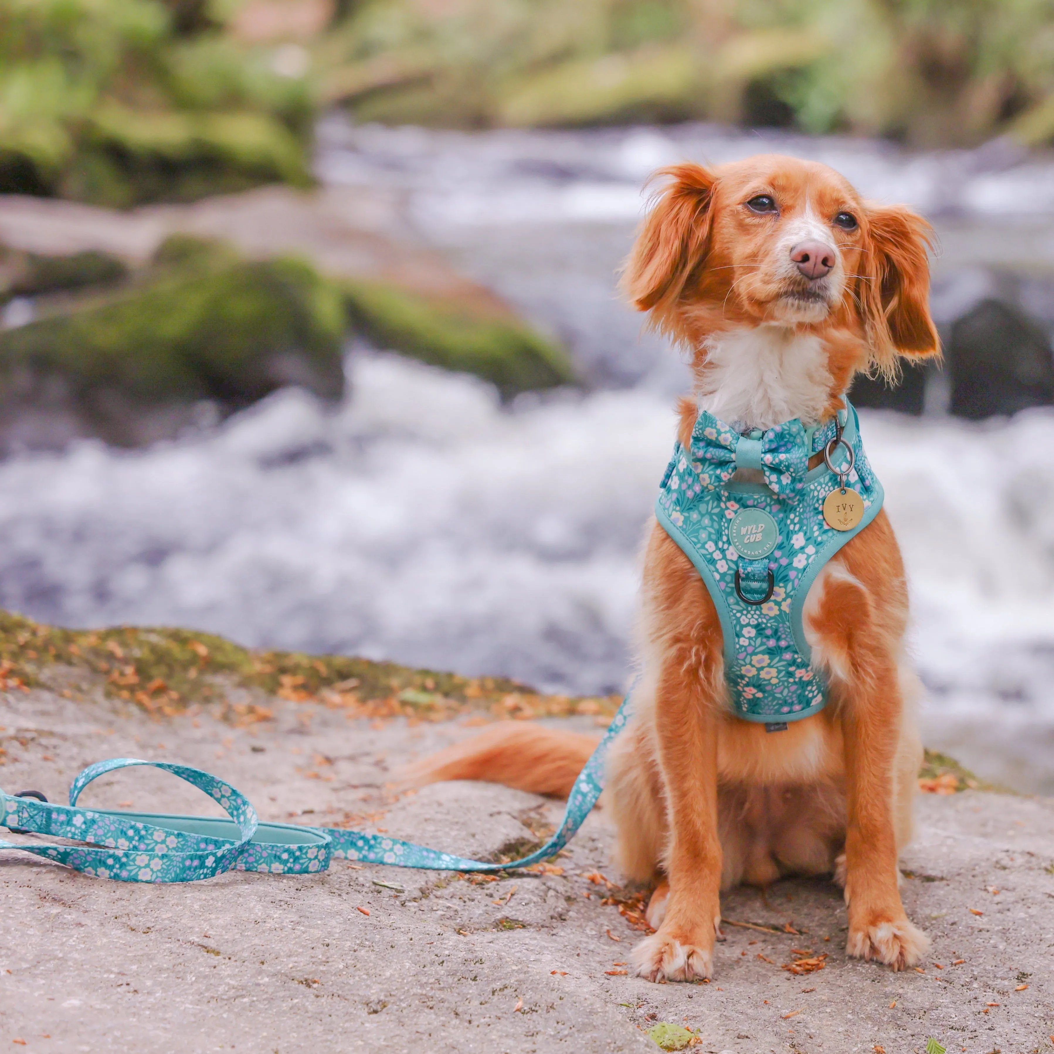 Adjustable Dog Harness: Notting Hill Mint