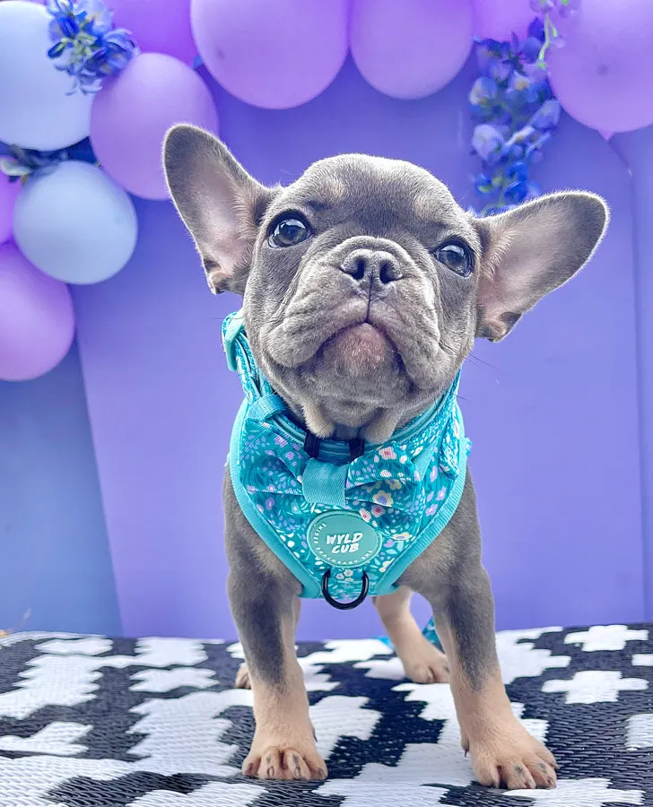 Adjustable Dog Harness: Notting Hill Mint