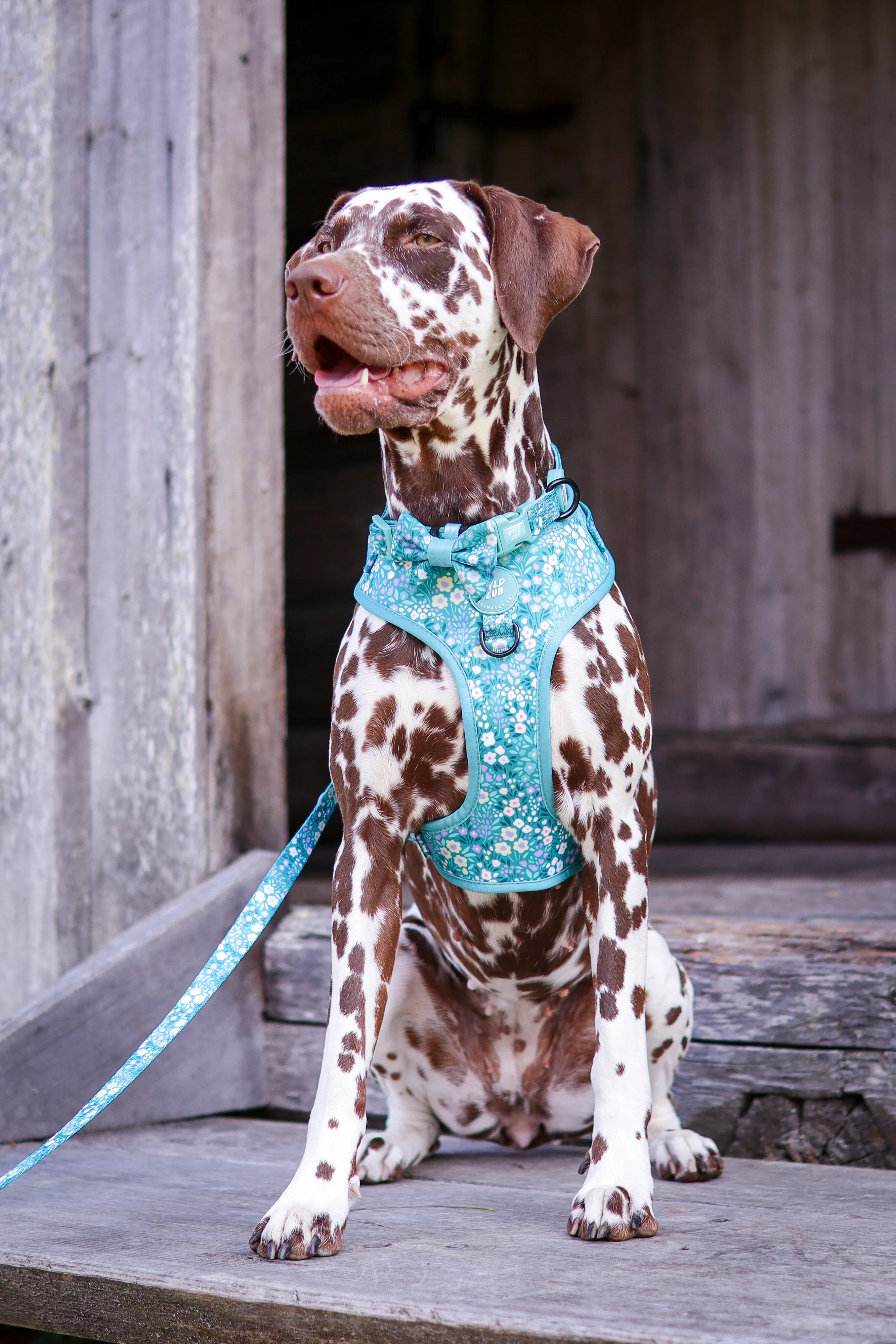 Adjustable Dog Harness: Notting Hill Mint