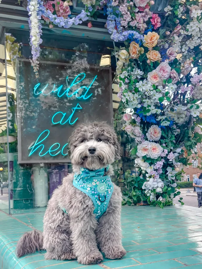 Adjustable Dog Harness: Notting Hill Mint