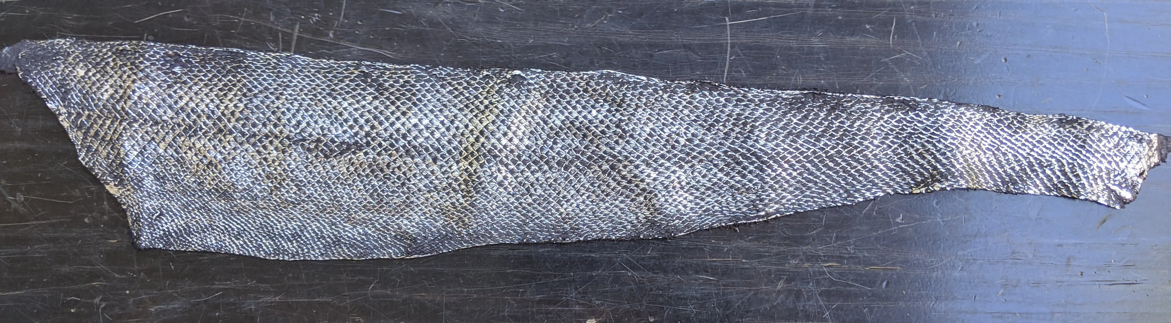 Salmon
