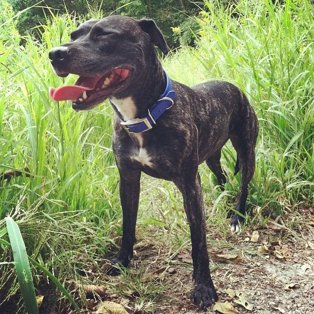Waterdog Collars