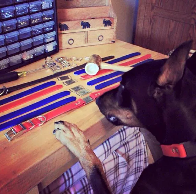 Waterdog Collars